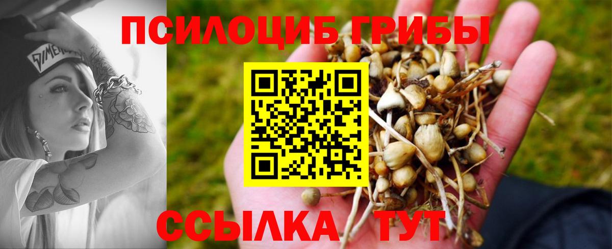 Псилоцибиновые грибы Psilocybe Рыбинск